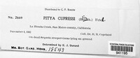 Pithya cupressi image
